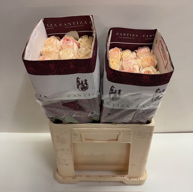 Rosa ec blush expression CT.jpg